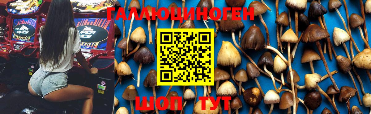 Псилоцибиновые грибы Psilocybe  Псилоцибиновые грибы мухоморы  Вход с VPN  Амурск 